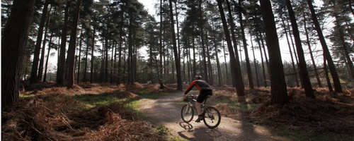 Cannock Chase Forest